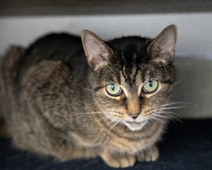 Enlarge Eclair, a Adoptable Domestic Short Hair in West Seneca, NY image 3/3