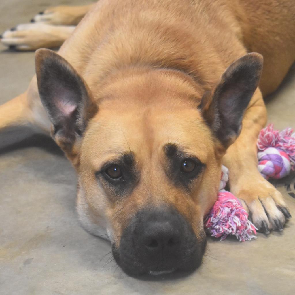 Enlarge Chelsea, a Adoptable mixed breed in Ottawa, KS image 1/3