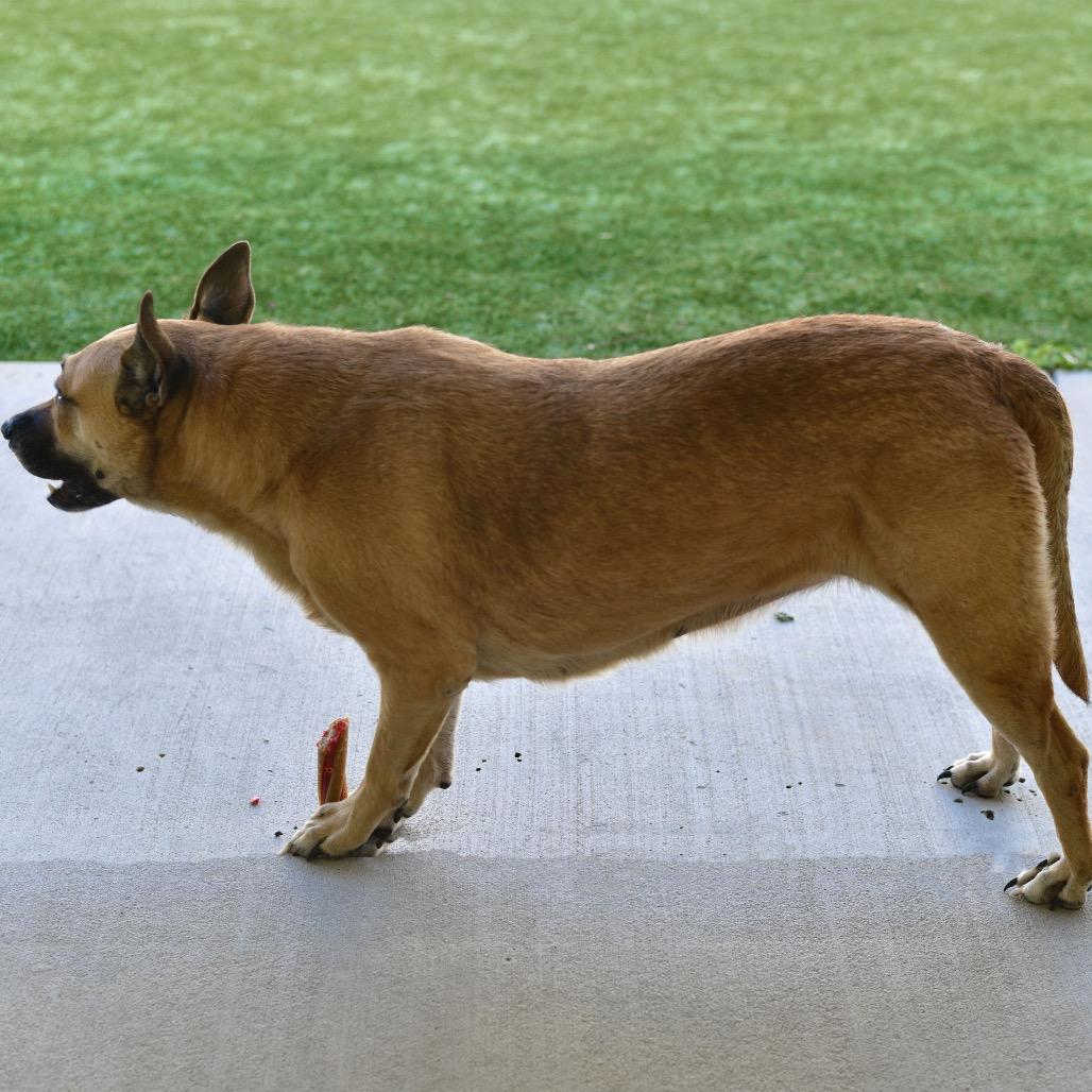 Enlarge Chelsea, a Adoptable mixed breed in Ottawa, KS image 2/3