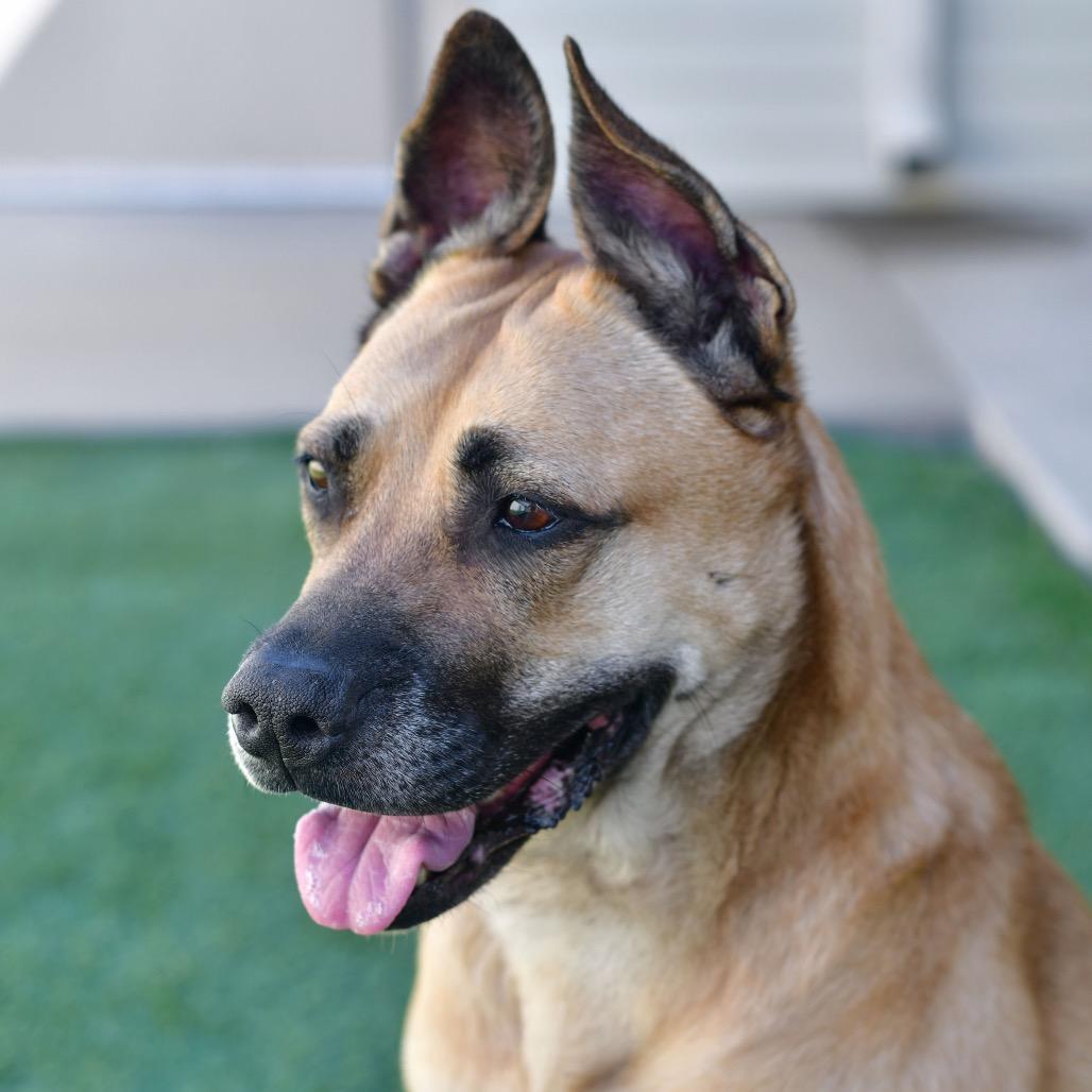 Enlarge Chelsea, a Adoptable mixed breed in Ottawa, KS image 3/3