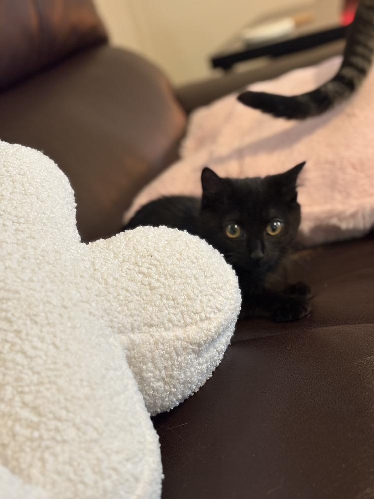 Harley, Adoptable, Kitten Female Domestic Short Hair.