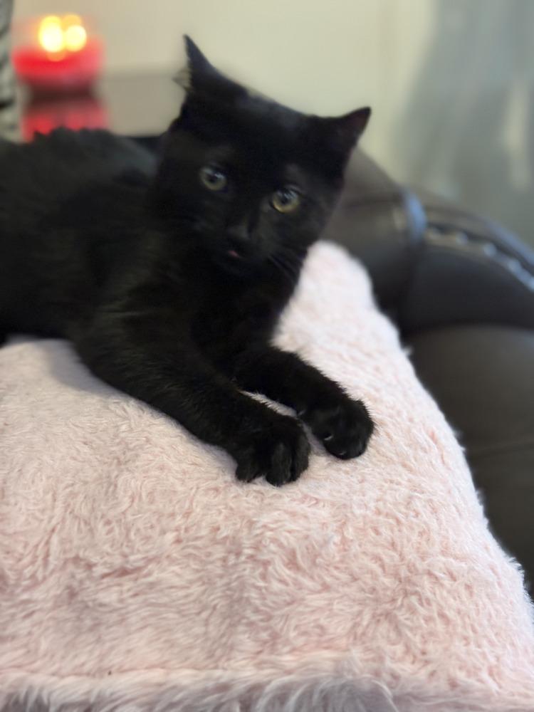 Enlarge Harley, a Adoptable Domestic Short Hair in Emerald Isle, NC image 2/2