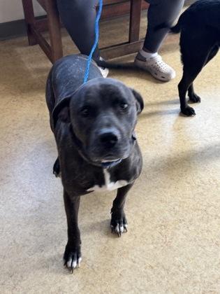 Enlarge Buddha, a Adoptable mixed breed in Cedar Hill, TX image 3/4
