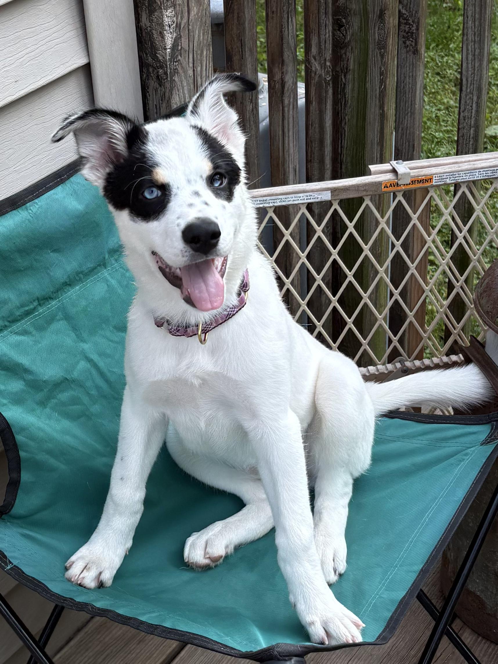 MIMI, adopted, Young Female Husky & Pit Bull Terrier.