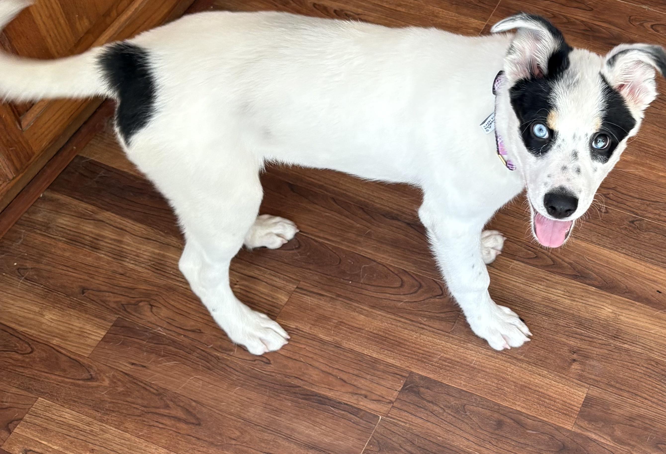 Enlarge MIMI, an adopted mixed breed in Hamilton, NJ image 2/2