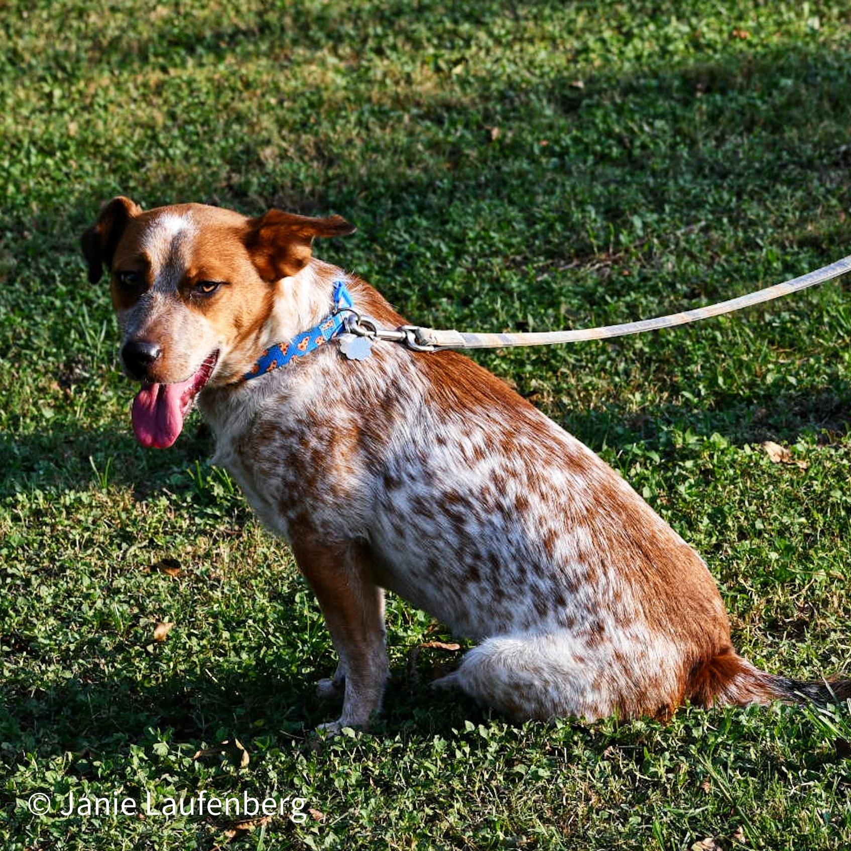 Enlarge TEX (Loyal, Loving, Active--Fostering in Wayne, NJ), a Adoptable mixed breed in Portland, ME image 4/6