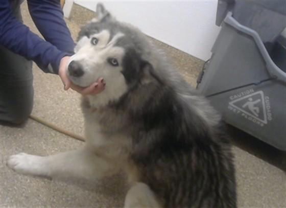 KYLE, Adoptable, Young Male Husky & Mixed Breed.