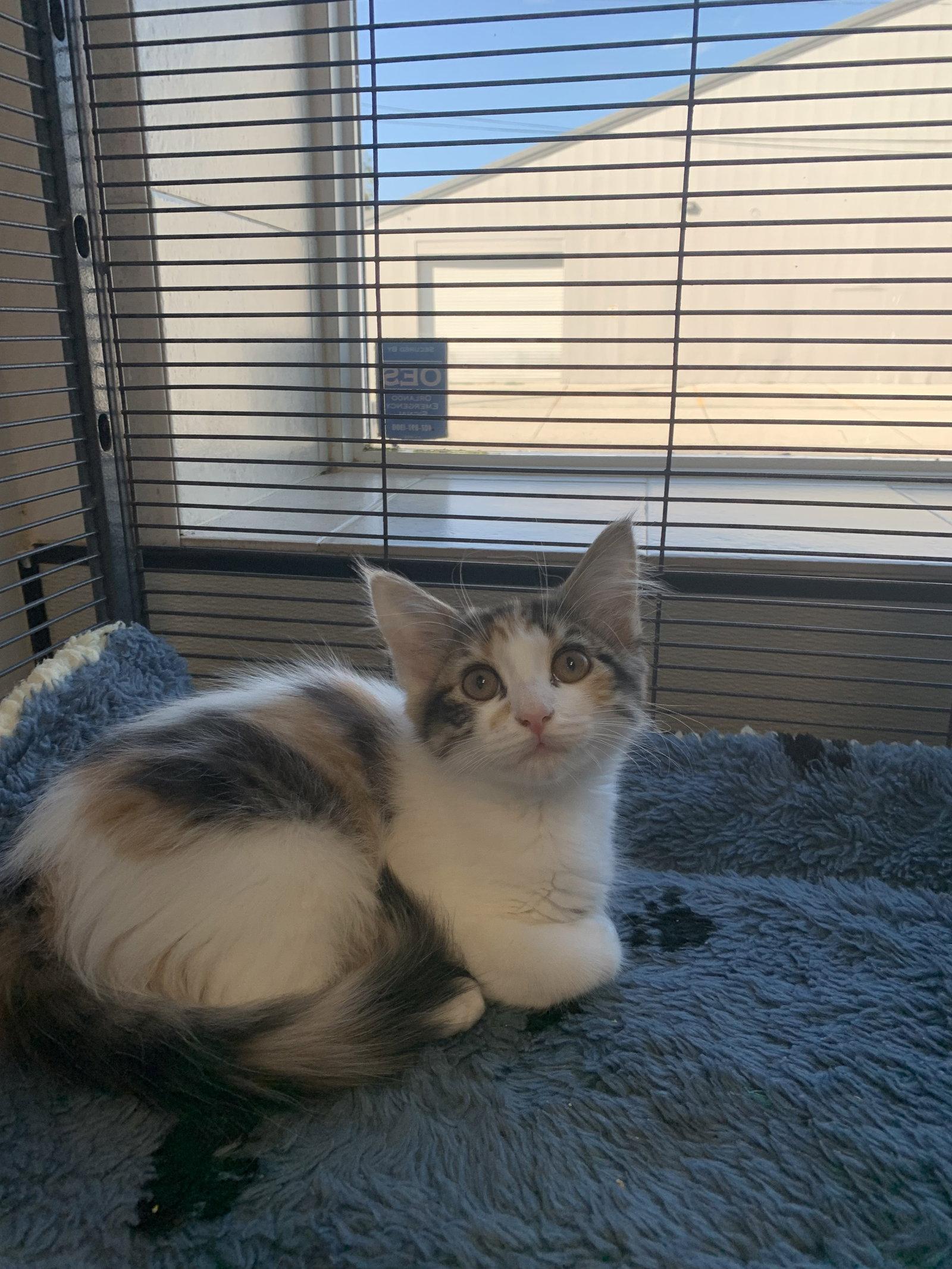 Enlarge Louise, a Adopted Domestic Medium Hair in Sanford, FL image 1/2