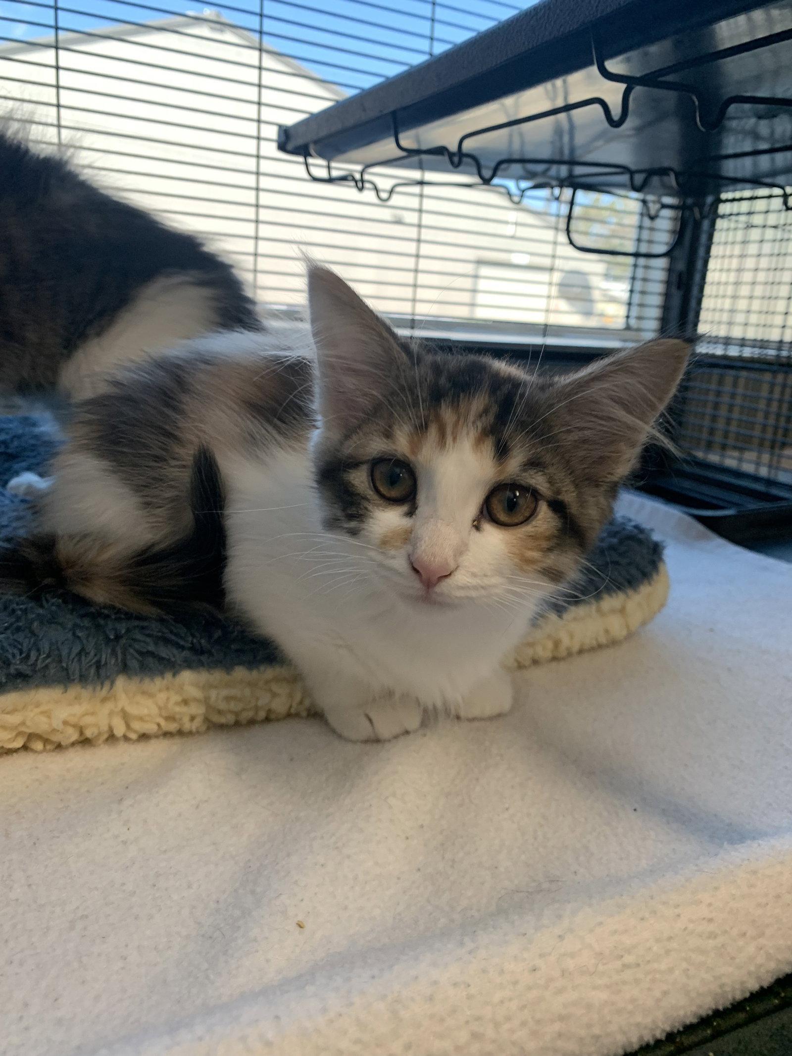 Enlarge Louise, a Adopted Domestic Medium Hair in Sanford, FL image 2/2