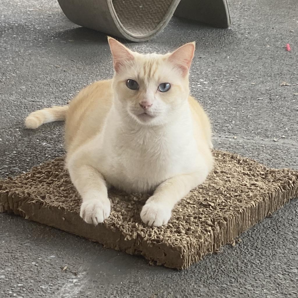 Enlarge Greek, a Adoptable Domestic Short Hair in Foley, AL image 1/1