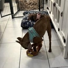 Enlarge Fawn - pending, a Adoptable Boston Terrier in Elkhorn, NE image 3/6