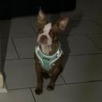 Enlarge Fawn - pending, a Adoptable Boston Terrier in Elkhorn, NE image 6/6