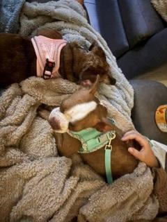 Enlarge Fawn - pending, a Adoptable Boston Terrier in Elkhorn, NE image 4/6