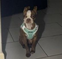 Enlarge Fawn - pending, a Adoptable Boston Terrier in Elkhorn, NE image 5/6