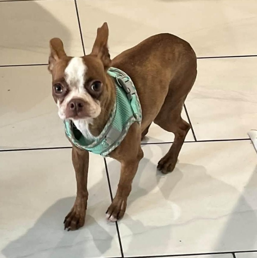 Fawn - pending, Adoptable, Young Female Boston Terrier.