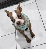 Enlarge Fawn - pending, a Adoptable Boston Terrier in Elkhorn, NE image 2/6