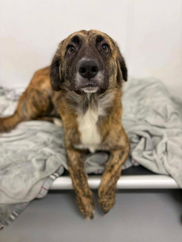 Enlarge Emily , a ADOPTABLE mixed breed in Brownstown, IN image 1/3