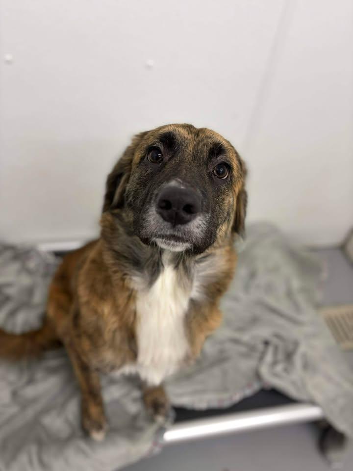 Enlarge Emily , a ADOPTABLE mixed breed in Brownstown, IN image 2/3