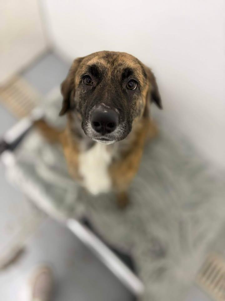 Enlarge Emily , a ADOPTABLE mixed breed in Brownstown, IN image 3/3