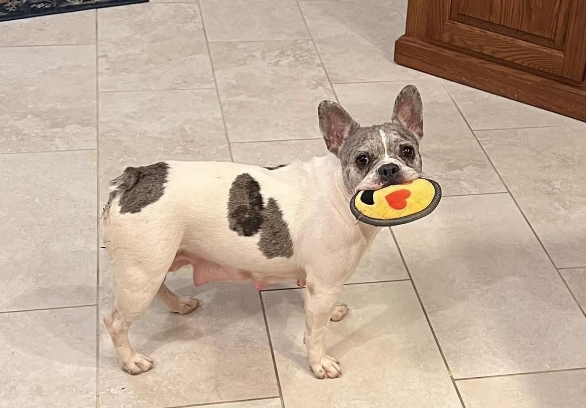 Sophie, Adoptable, Adult Female French Bulldog.