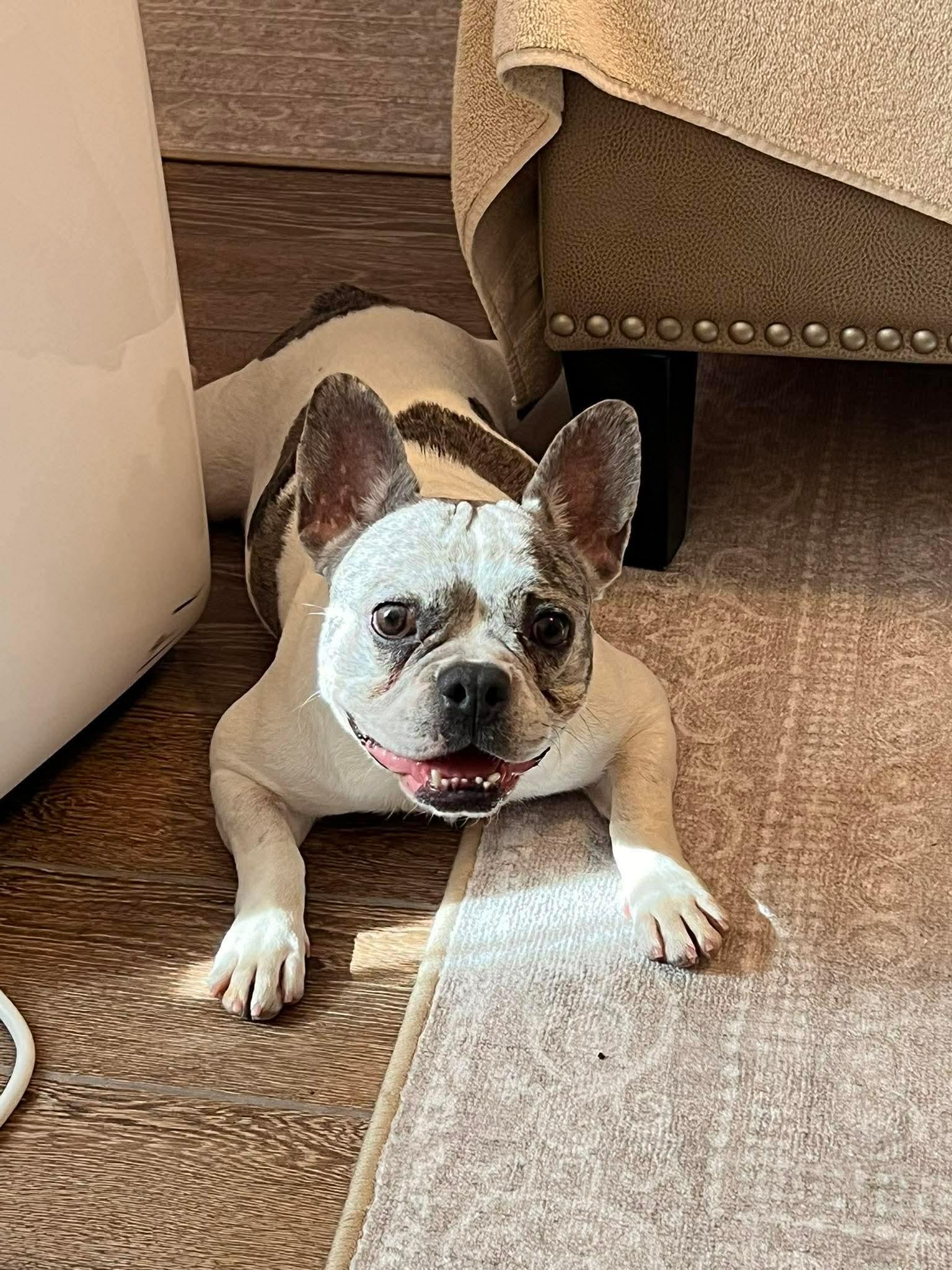 Enlarge Sophie, a Adoptable French Bulldog in Madison Heights, MI image 2/3