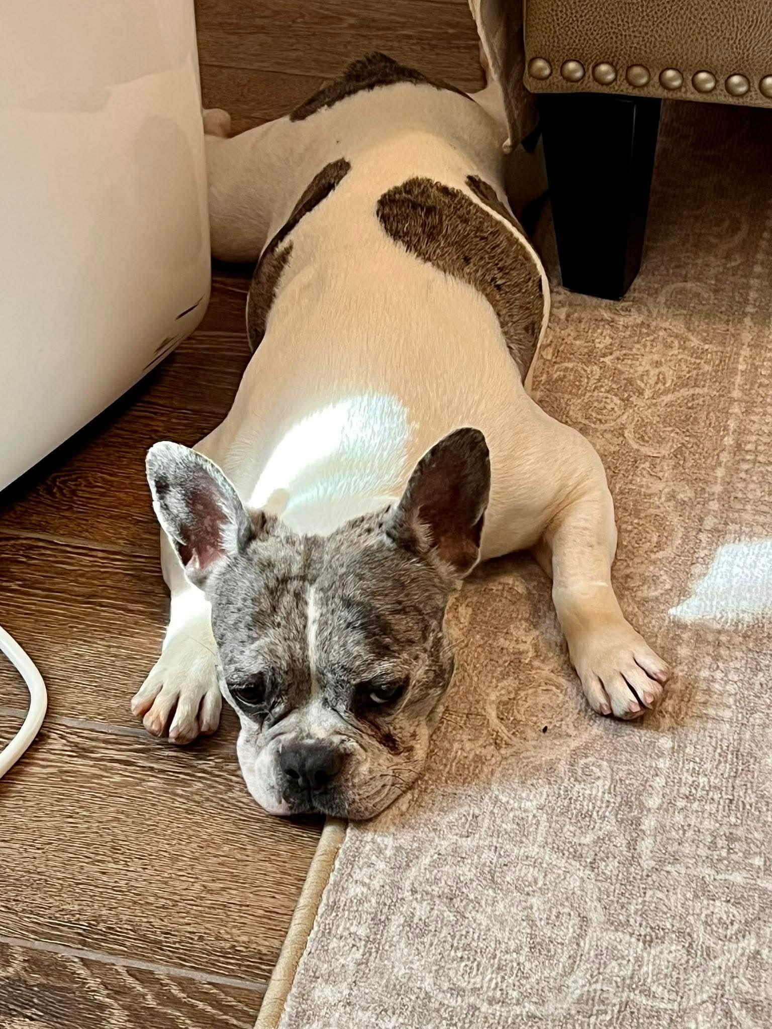 Enlarge Sophie, a Adoptable French Bulldog in Madison Heights, MI image 3/3
