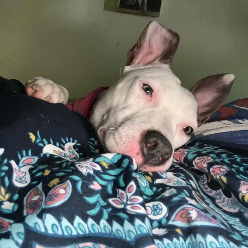 Minnie *available for adoption special*