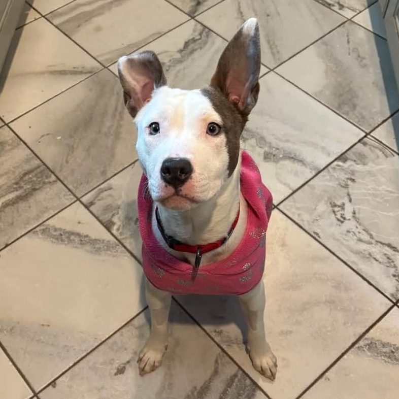 Minnie *available for adoption special*, Baby Female Pit Bull Terrier