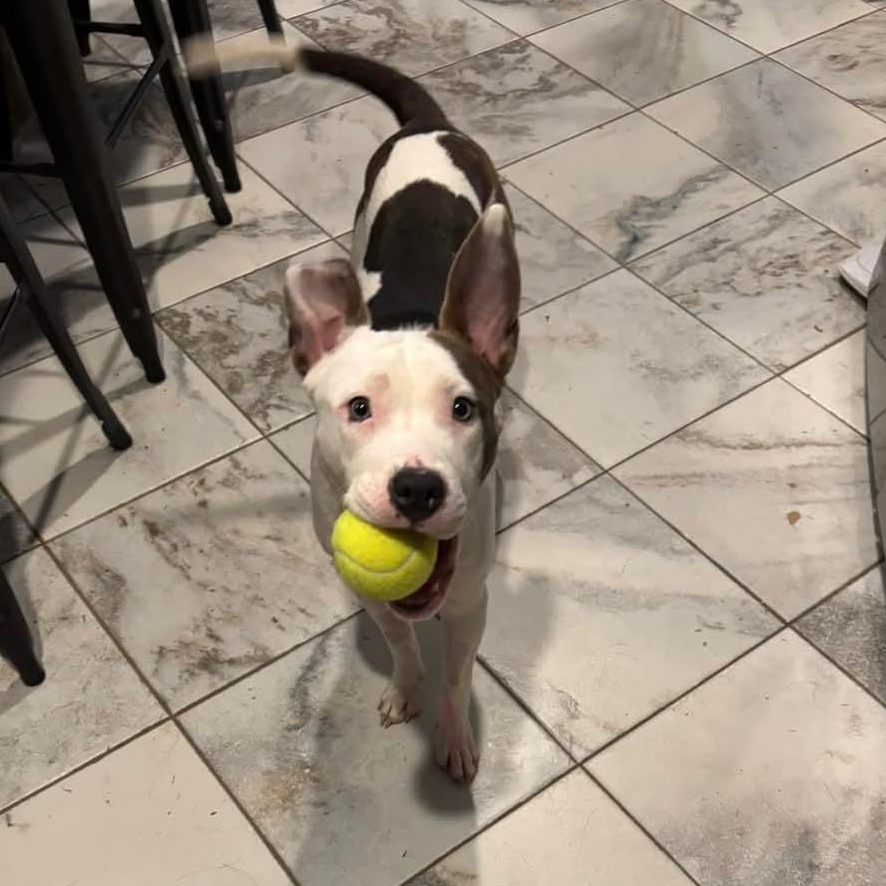 Minnie *available for adoption special*