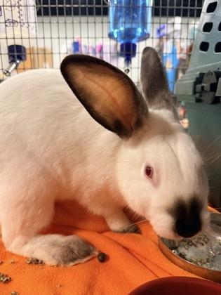 Flopsy, Adoptable, Baby Male Californian & Californian.