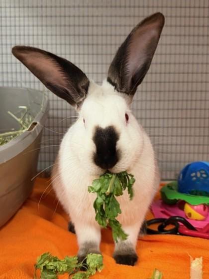 Flopsy, a Adoptable mixed breed in Roseville, CA image 2/3
