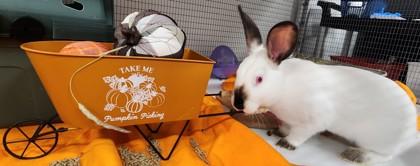 Flopsy, a Adoptable mixed breed in Roseville, CA image 3/3