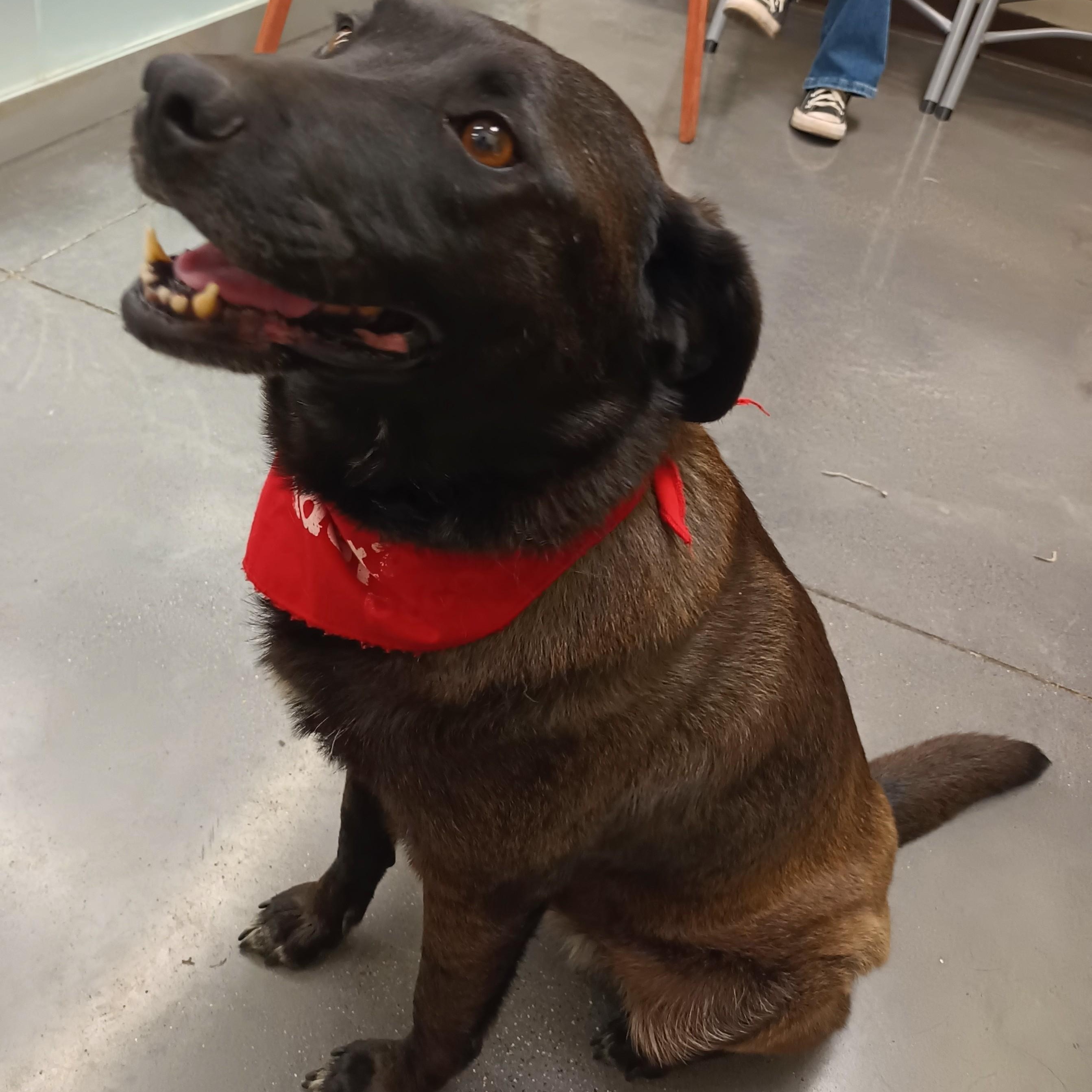 Enlarge Noche, a Adoptable mixed breed in San Diego, CA image 4/5