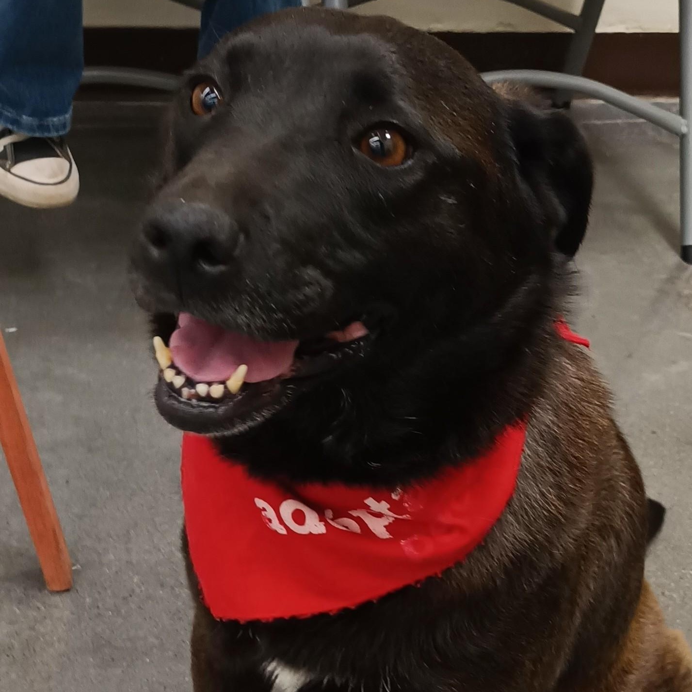 Enlarge Noche, a Adoptable mixed breed in San Diego, CA image 1/5