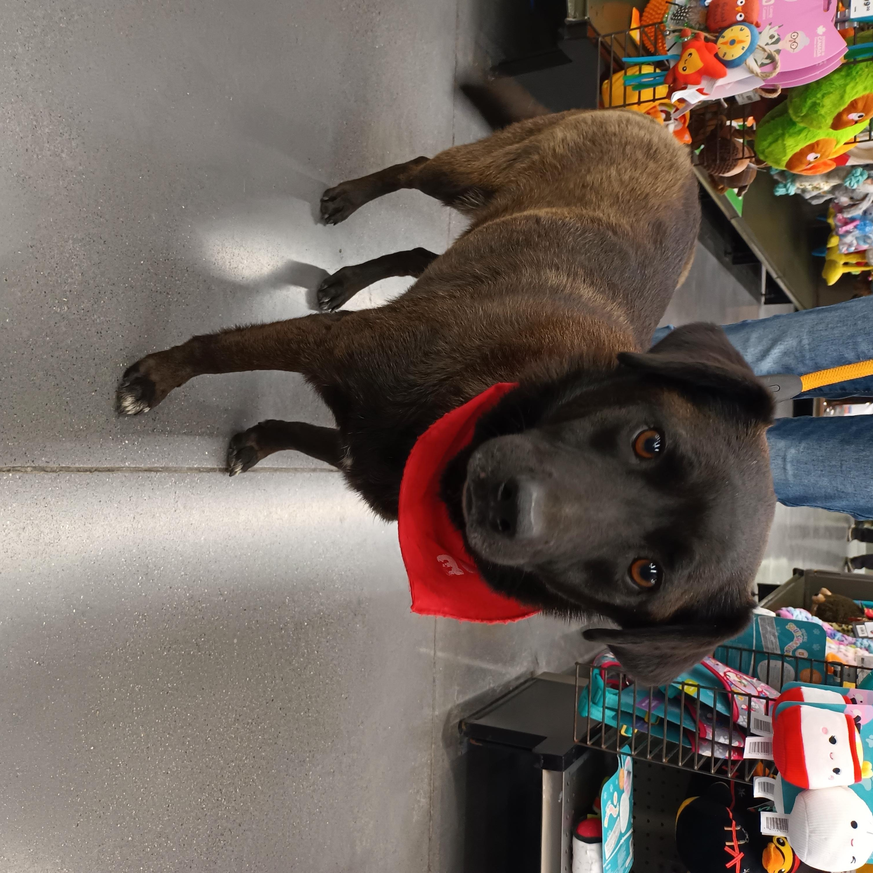 Enlarge Noche, a Adoptable mixed breed in San Diego, CA image 5/5