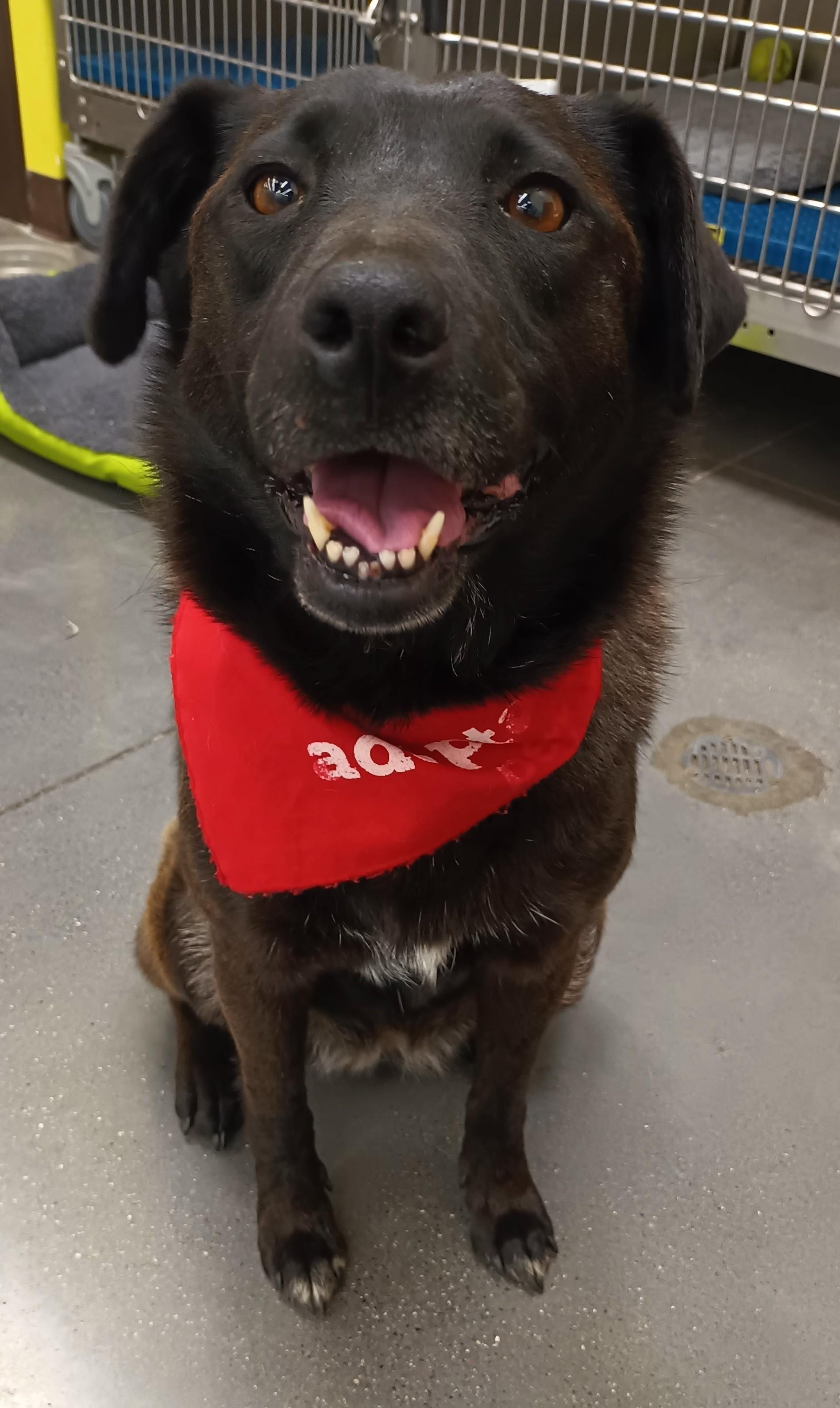 Enlarge Noche, a Adoptable mixed breed in San Diego, CA image 3/5