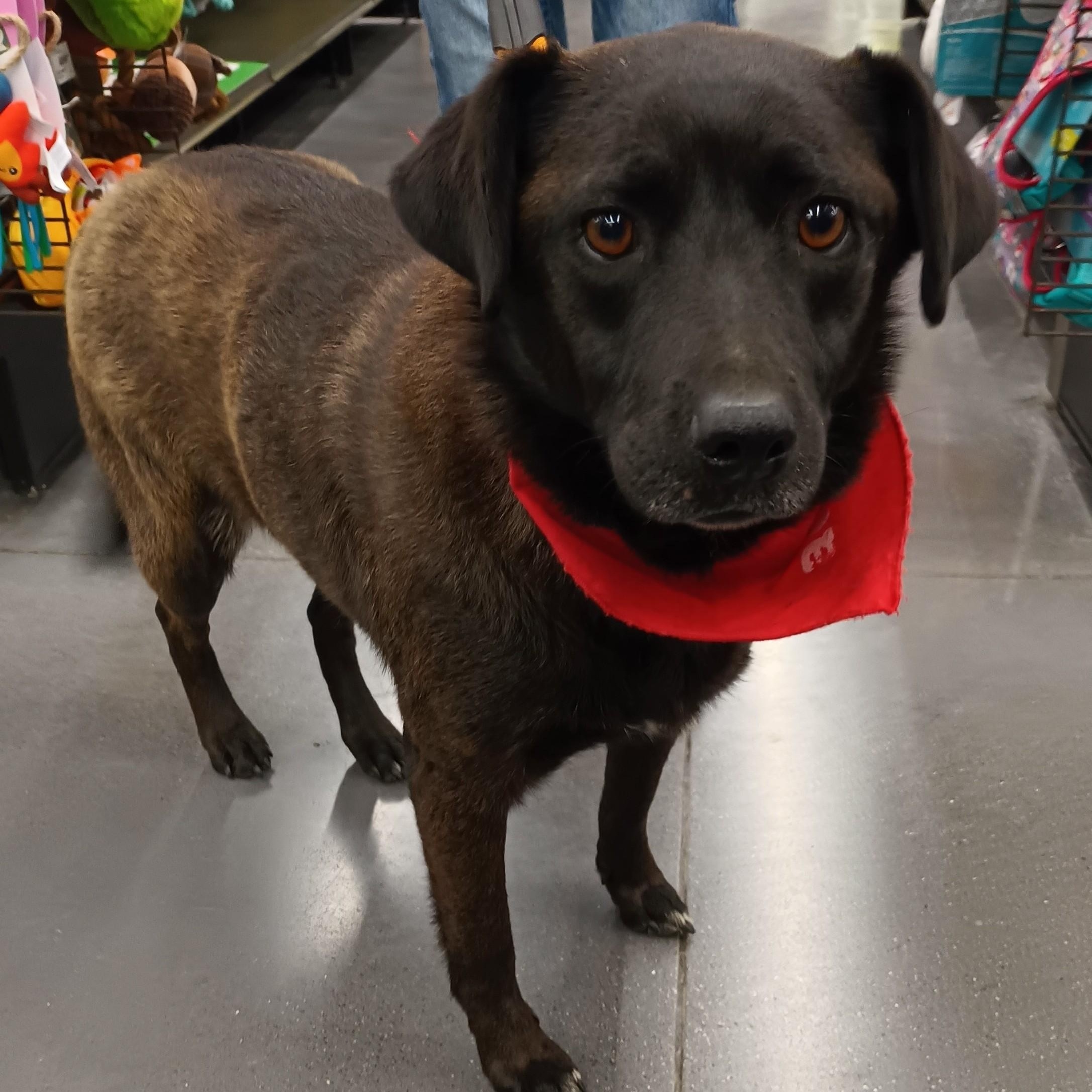 Enlarge Noche, a Adoptable mixed breed in San Diego, CA image 2/5