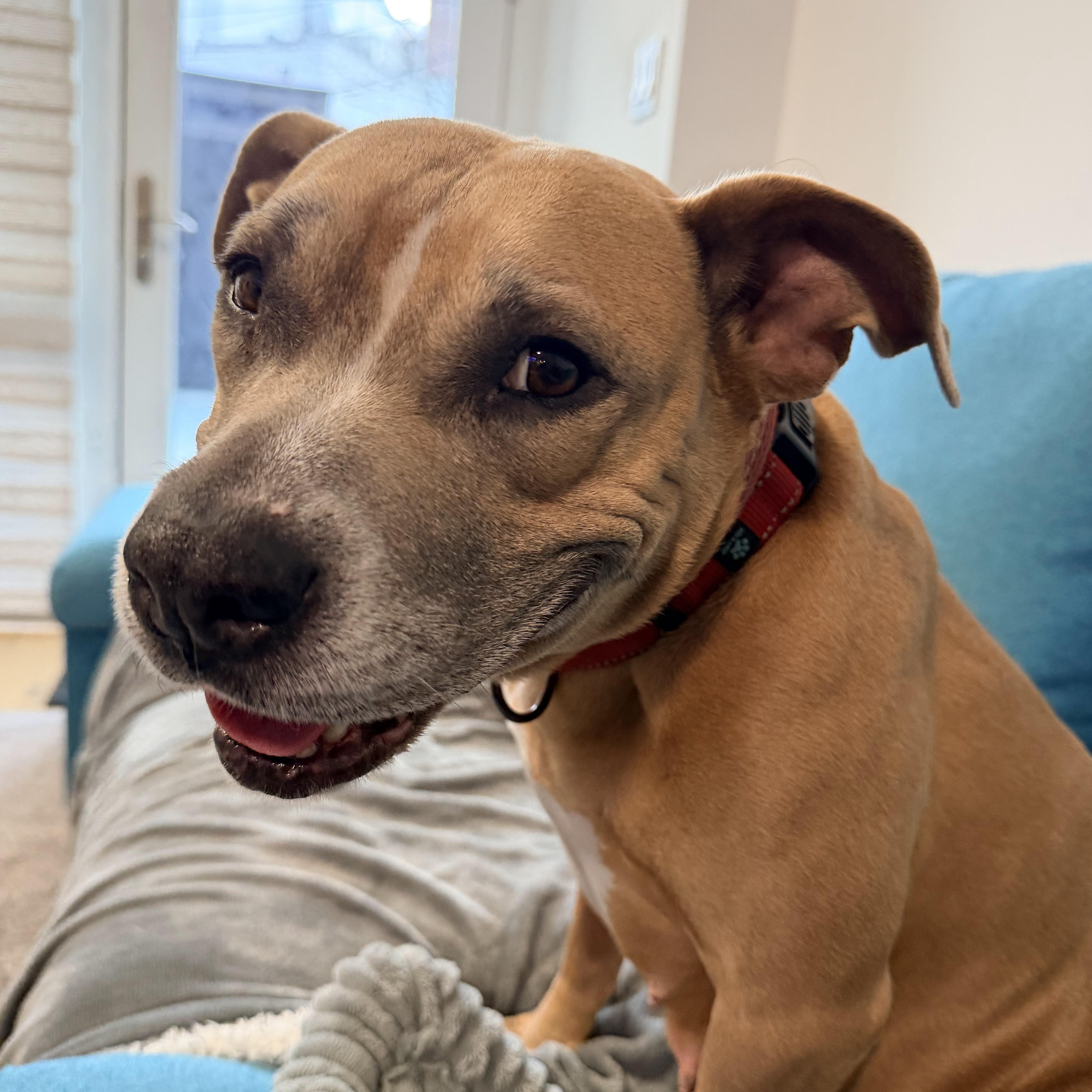 Shawn Johnson, ADOPTABLE, Adult Female Pit Bull Terrier.
