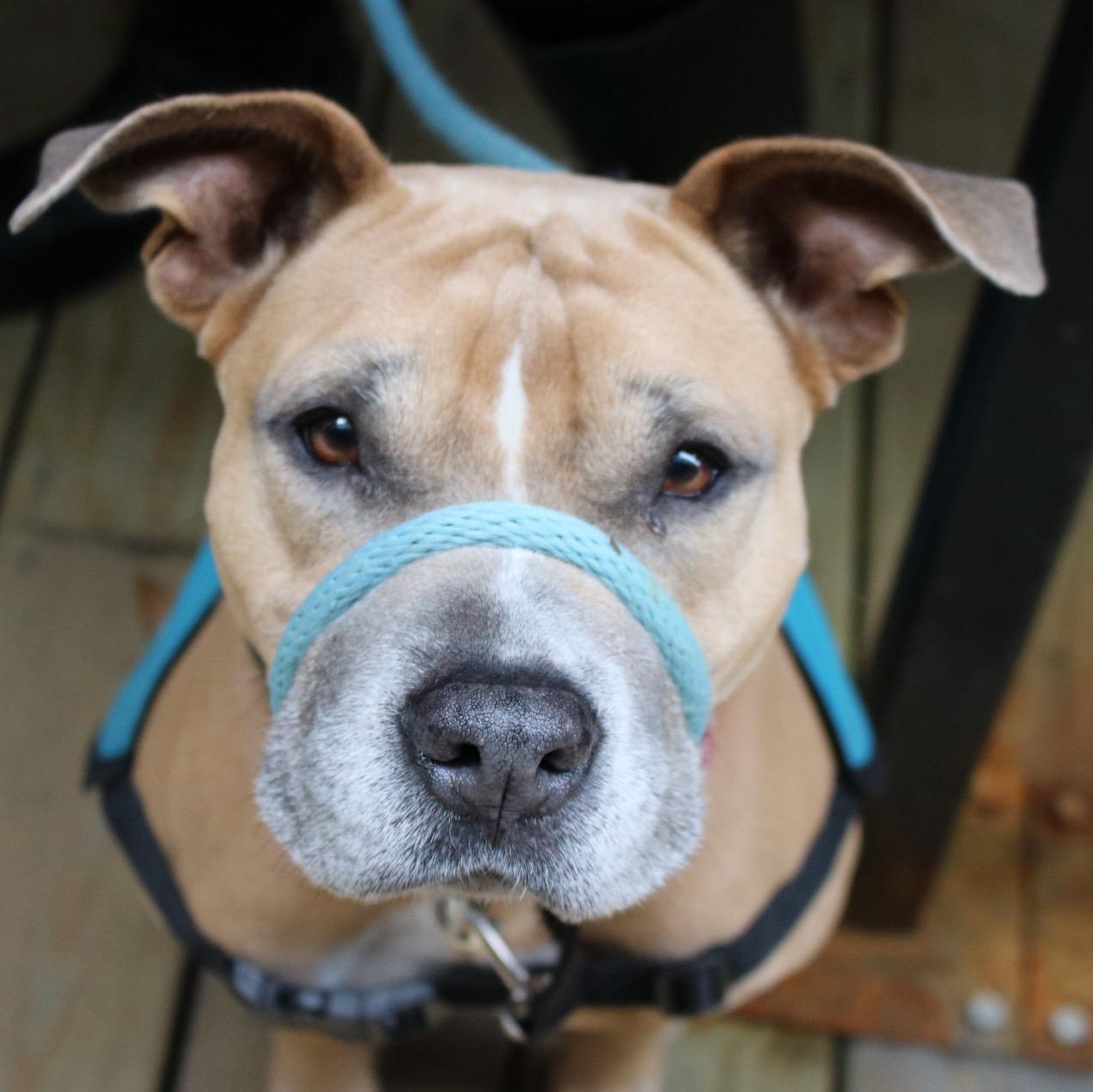 Enlarge  Shawn Johnson, a ADOPTABLE Pit Bull Terrier in Brooklyn, NY image 3/6