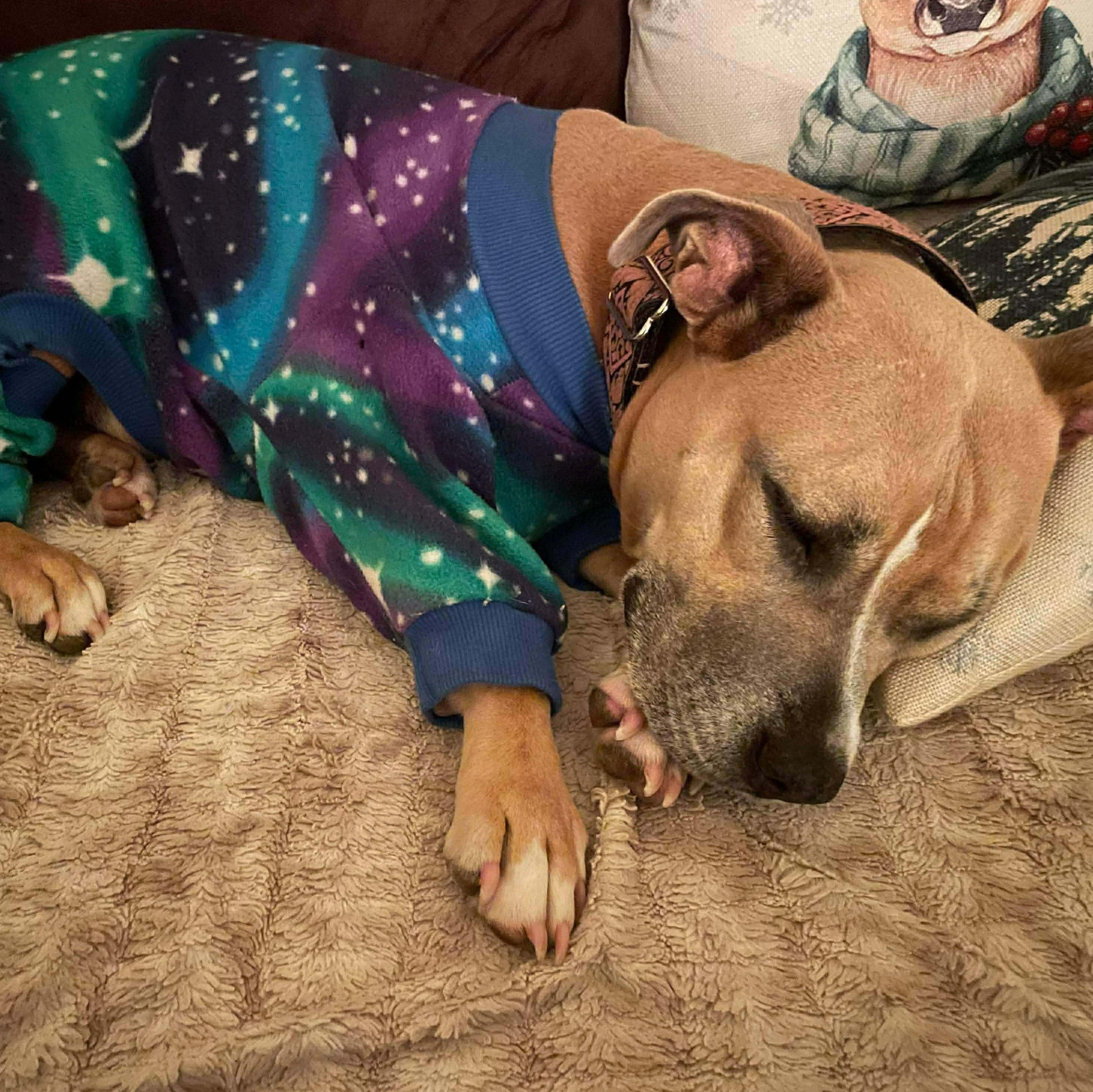 Enlarge  Shawn Johnson, a ADOPTABLE Pit Bull Terrier in Brooklyn, NY image 2/4