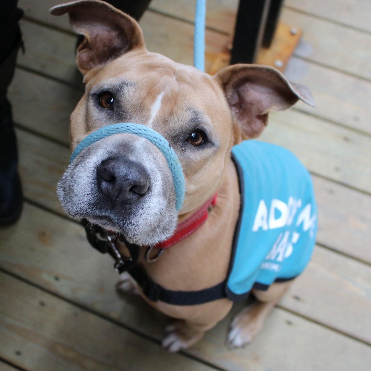 Enlarge  Shawn Johnson, a ADOPTABLE Pit Bull Terrier in Brooklyn, NY image 5/6