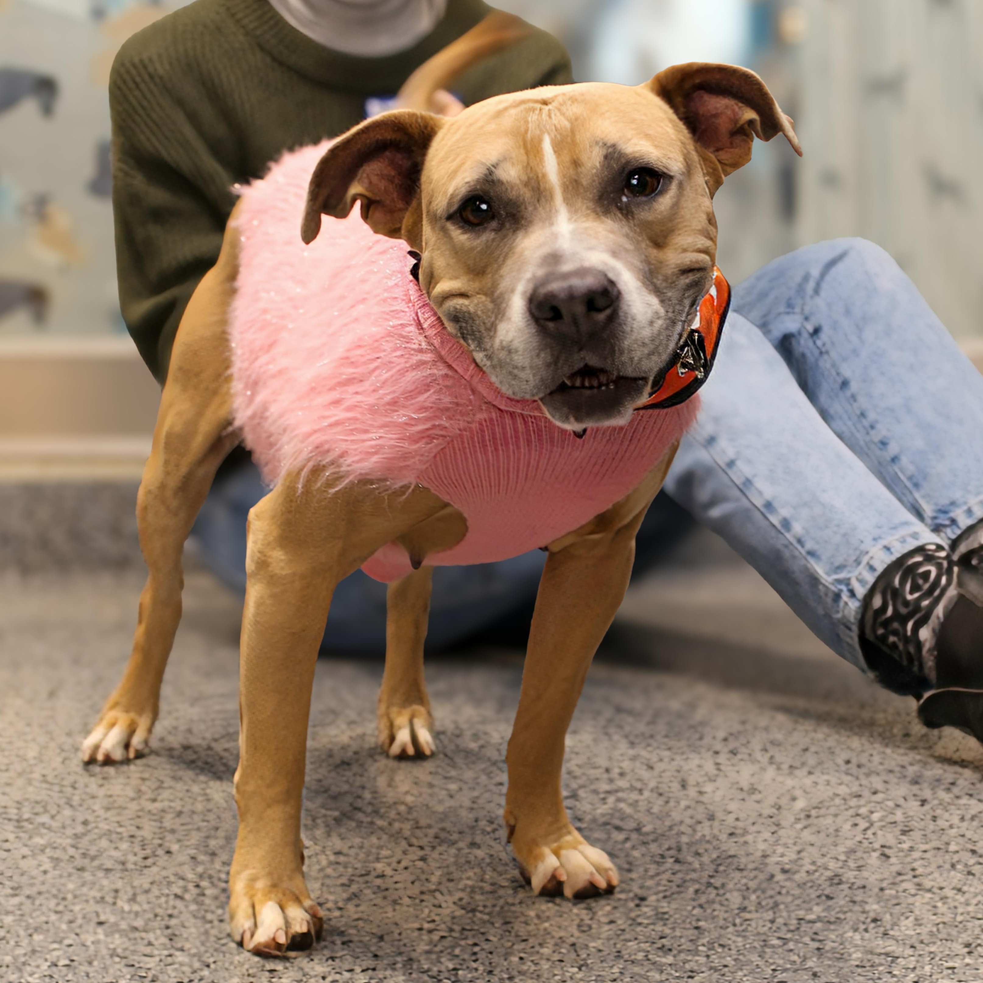 Enlarge  Shawn Johnson, a ADOPTABLE Pit Bull Terrier in Brooklyn, NY image 2/6