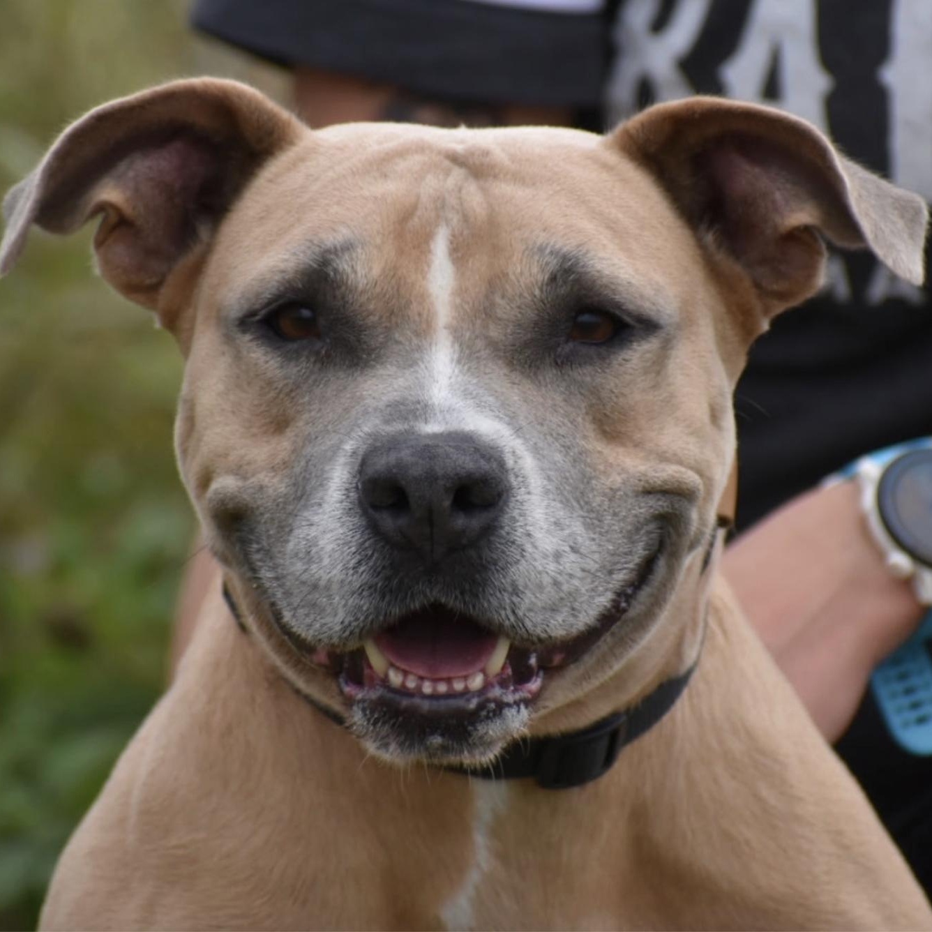 Enlarge  Shawn Johnson, a ADOPTABLE Pit Bull Terrier in Brooklyn, NY image 1/4