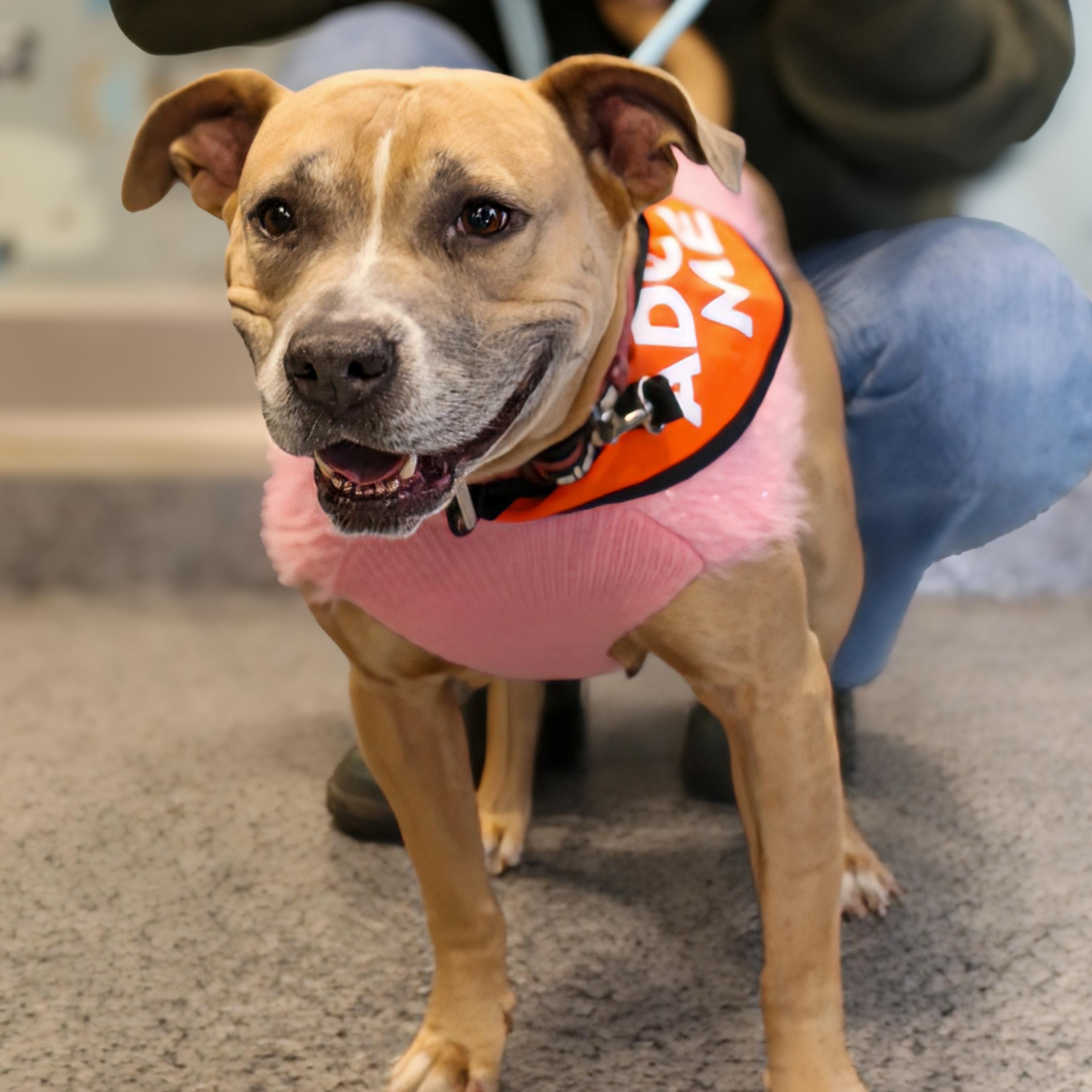 Enlarge  Shawn Johnson, a ADOPTABLE Pit Bull Terrier in Brooklyn, NY image 1/6