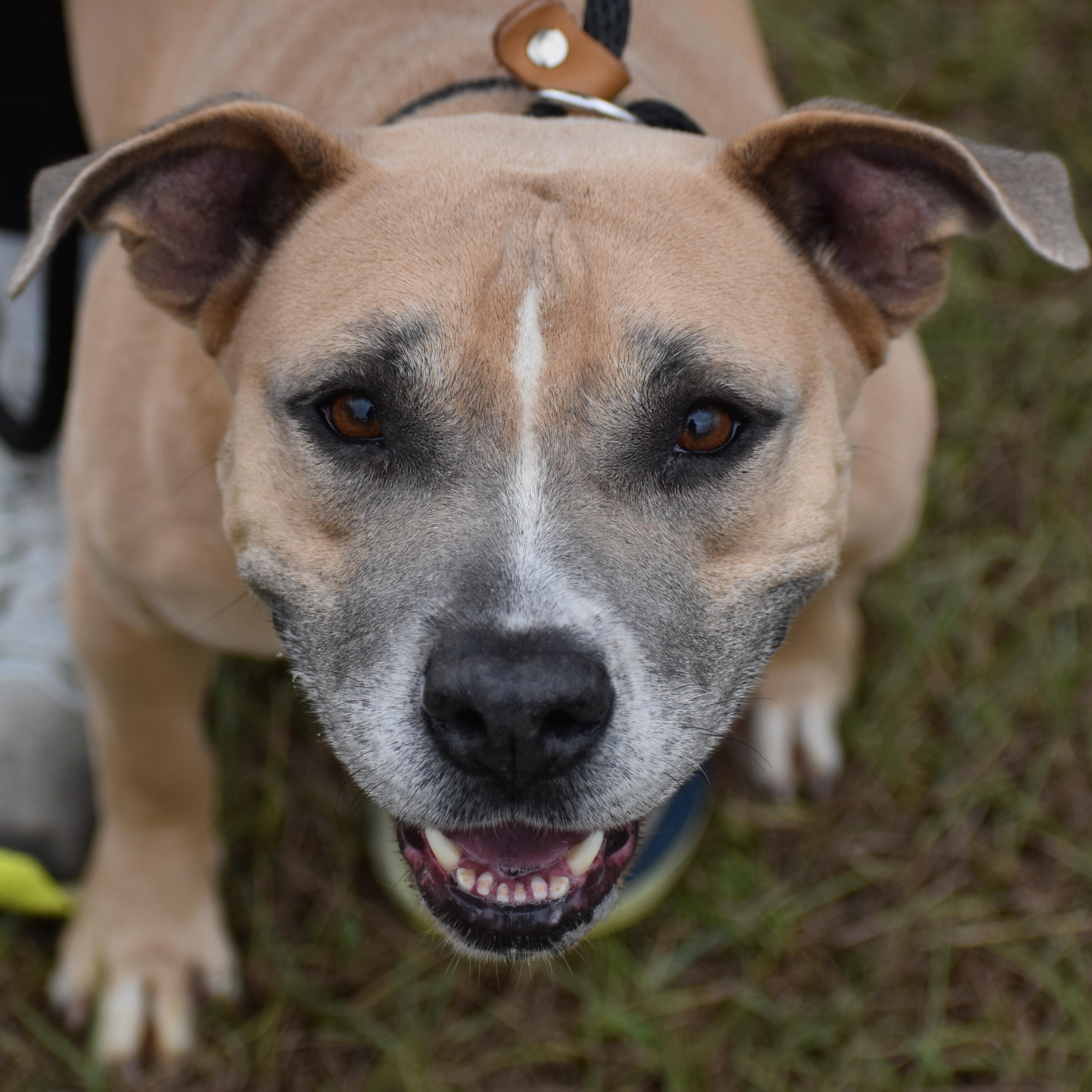 Enlarge  Shawn Johnson, a ADOPTABLE Pit Bull Terrier in Brooklyn, NY image 3/4