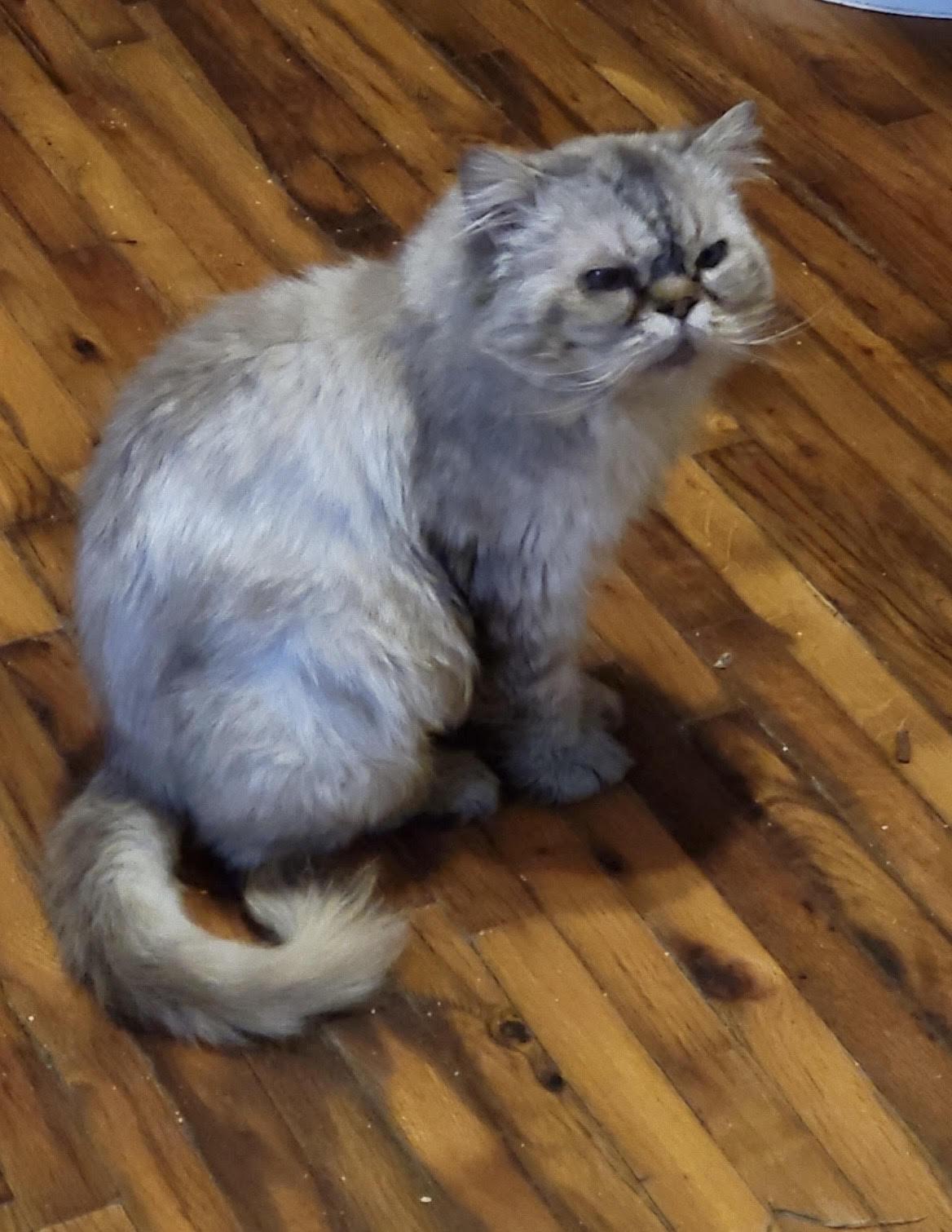 Harry, ADOPTABLE, Adult Male Persian.