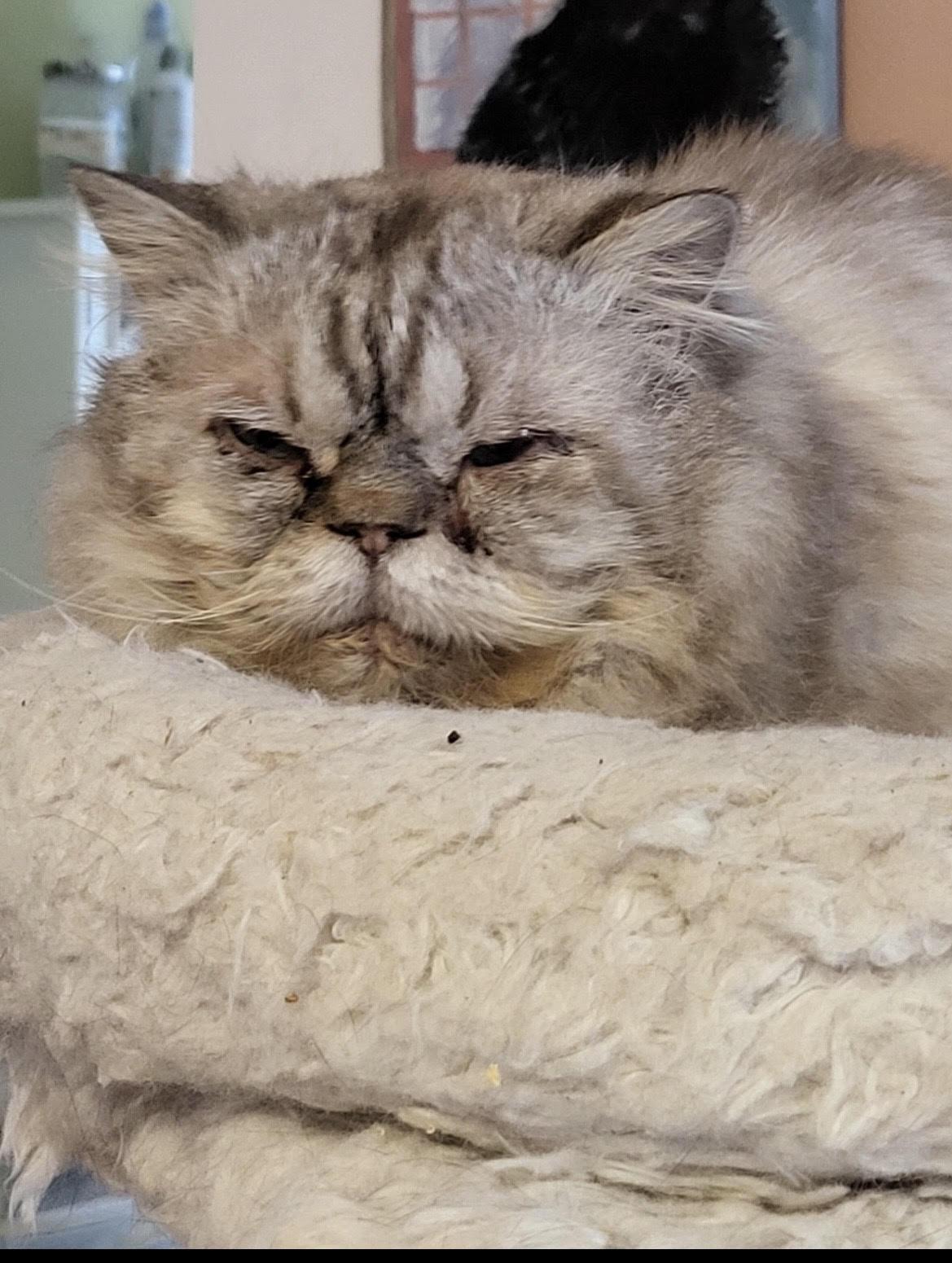 Enlarge Harry, a ADOPTABLE Persian in Howell, MI image 2/2
