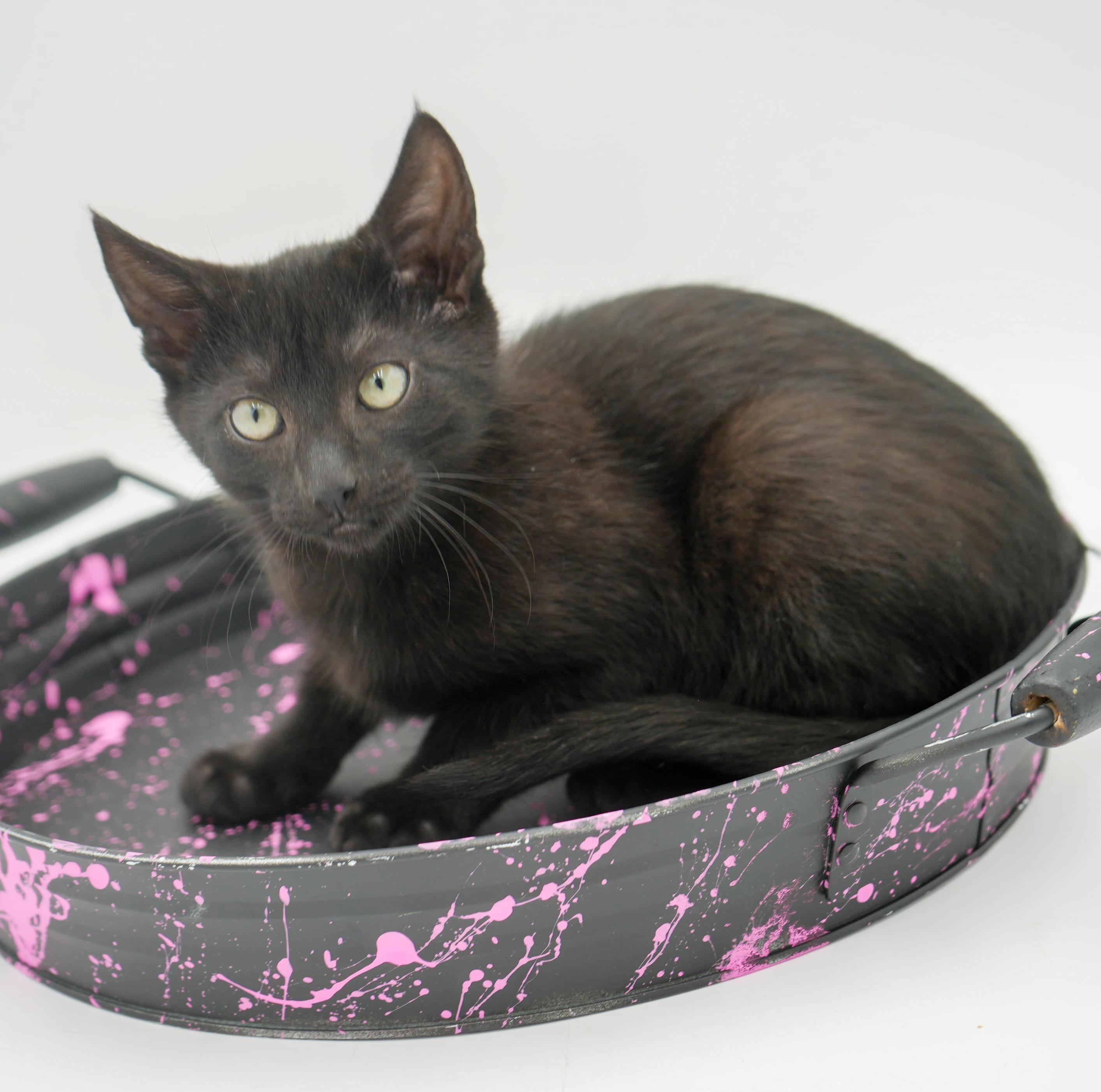 Zarver Is A Chocolate thumbnail 3