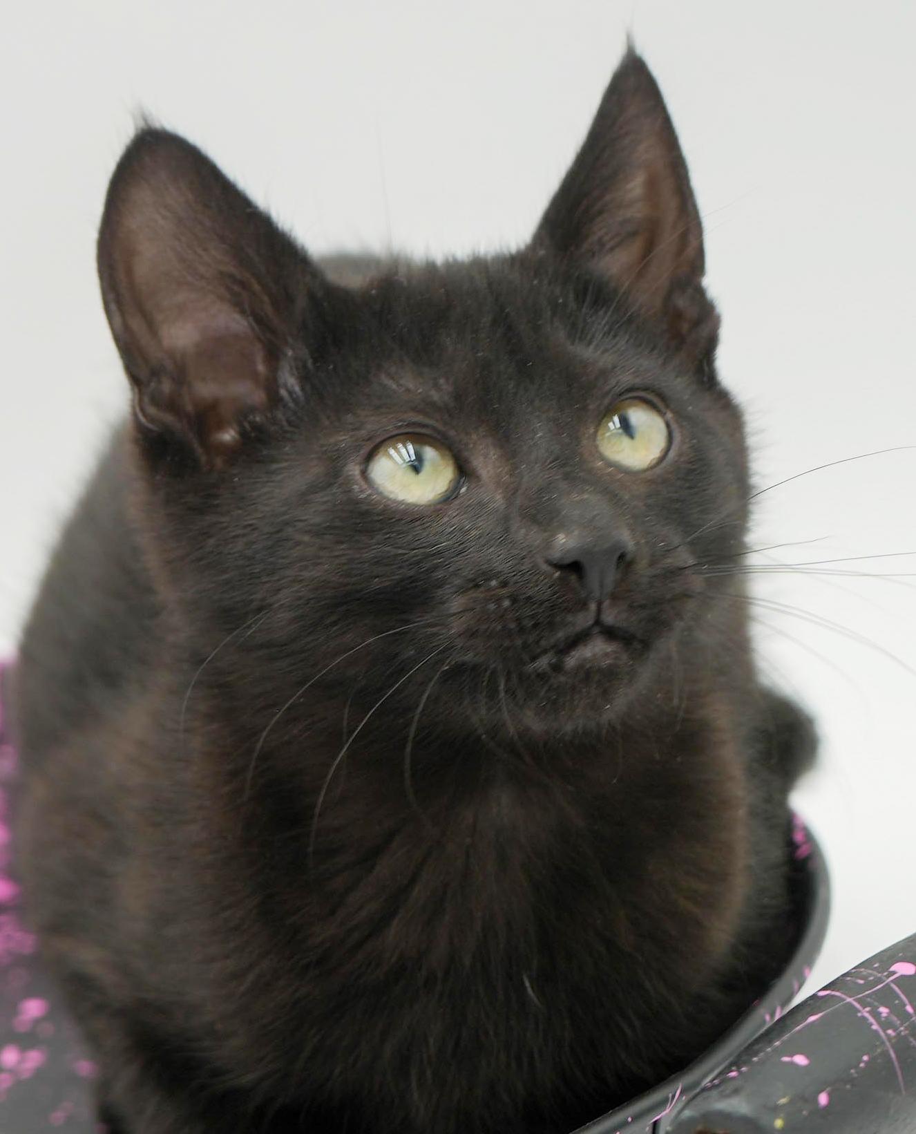 Zarver Is A Chocolate thumbnail 4