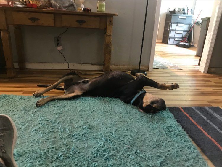 Rhett, Adopted, Adult Male Coonhound.